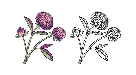 Beautiful Globe Amaranth Flower Illustration for Nature Loversのイラスト素材