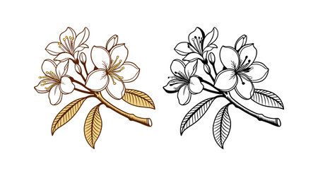 Vibrant Golden Chain Tree Flower Illustration for Gardensのイラスト素材
