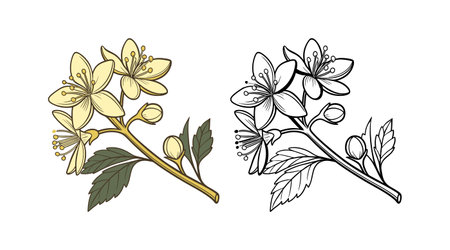 Stunning Golden Currant Flower Illustration for Nature Artのイラスト素材