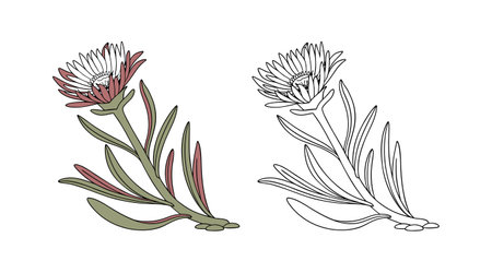 Exquisite Hardy Ice Plant Flower Detailed Artworkのイラスト素材