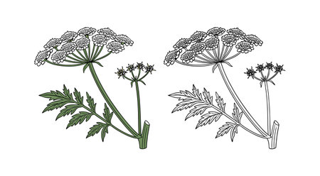 Majestic Giant Hogweed Flower Design for Garden Loversのイラスト素材