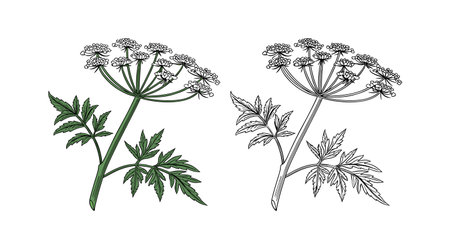 Gorgeous Giant Hogweed Flower Illustration for Decor
