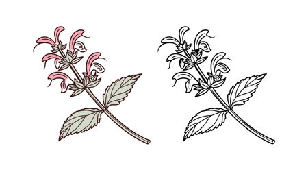 Charming Jerusalem Sage Flower Art for Floral Decorationsのイラスト素材