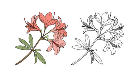 Vibrant Indian Rhododendron Flower Bright Artworkのイラスト素材