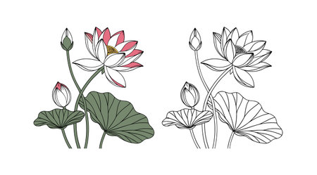 Beautiful American Lotus Flower Artwork in Bright Colorsのイラスト素材