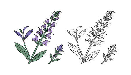 Elegant Clary Sage Floral Representationのイラスト素材