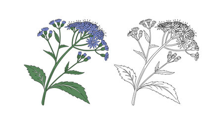 Beautiful Blue Mistflower Flower Artのイラスト素材