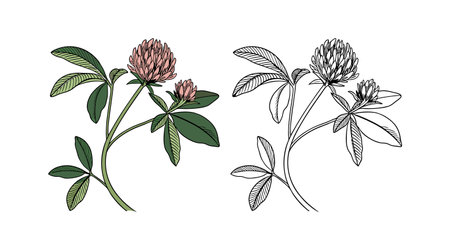 Vibrant Hop Clover Flower Bright Designのイラスト素材