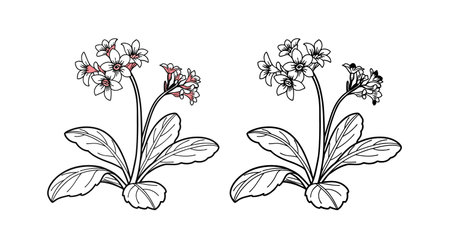 Exquisite Heartleaf Bergenia Flower Detailed Artworkのイラスト素材