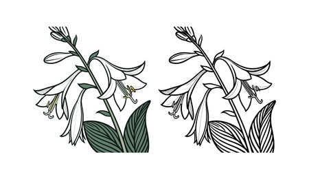 Charming Hosta Lily Flower Bright Artworkのイラスト素材
