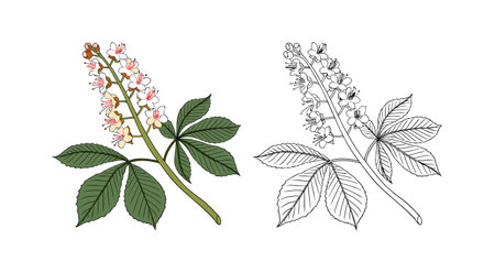 Vivid Horse Chestnut Flower Colorful Designのイラスト素材