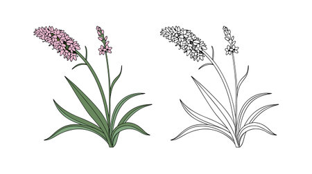 Charming Meadow Bistort Flower Bright Designのイラスト素材