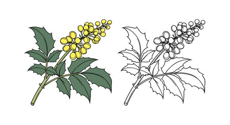 Beautiful Oregon Grape Flower Design for Unique Displaysのイラスト素材