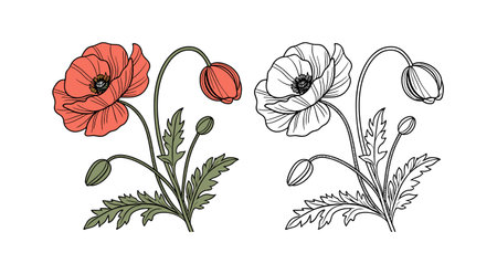 Stunning Poppy Flower Lively Designのイラスト素材