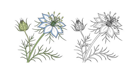 Elegant Love in a Mist Flower Illustration for Natureのイラスト素材