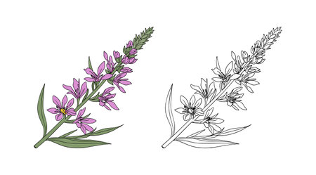 Exquisite Purple Loosestrife Bright Artworkのイラスト素材