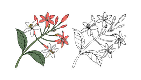 Elegant Quisqualis Flower Design for Unique Artのイラスト素材