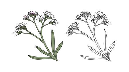 Stunning Sea Lavender Flower Design for Coastal Gardensのイラスト素材