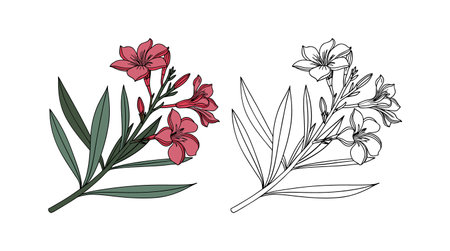 Charming Oleander Flower Realistic Designのイラスト素材