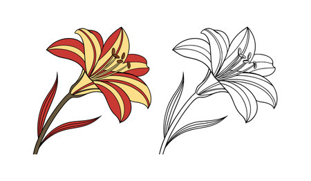 Exquisite Spanish Flag Flower Bright Artworkのイラスト素材