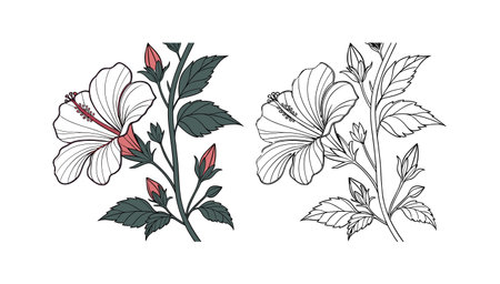 Beautiful Rose Mallow Flower Design for Garden Displaysのイラスト素材