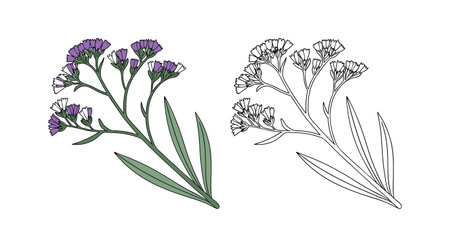 Elegant Sea Lavender Flower Illustration for Home Decorのイラスト素材