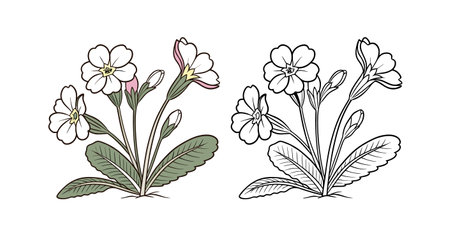 Vibrant Showy Primrose Bright Designのイラスト素材