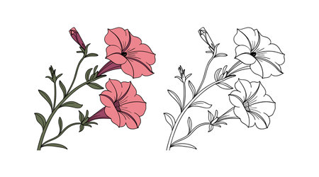 Vibrant Petunia Flower Bright Designのイラスト素材