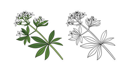 Vibrant Sweet Woodruff Flower Artwork for Decorのイラスト素材