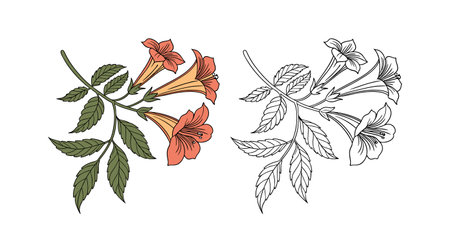 Charming Trumpet Vine Flower Illustrationのイラスト素材
