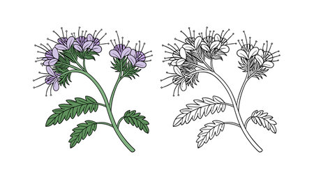 Vivid Threadleaf Phacelia Flower Illustrationのイラスト素材