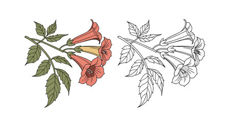 Beautiful Trumpet Vine Flower Artworkのイラスト素材