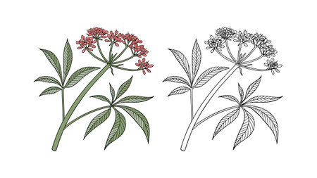 Stunning Umbrella Plant Flower in Artistic Styleのイラスト素材