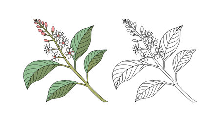 Elegant Virginian Knotweed Flower Featuring Stunning Detailのイラスト素材