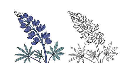 Charming Wild Indigo Flower Artworkのイラスト素材