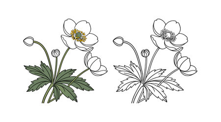 Realistic Japanese Anemone Flower Bright Illustrationのイラスト素材