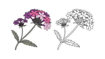 Elegant Verbena Flower Showcasing Natural Beautyのイラスト素材