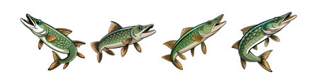 Beautiful Wildwater Pike Fish Art Illustrationのイラスト素材
