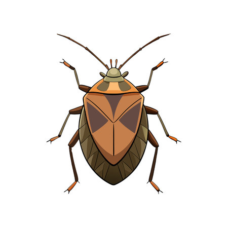 Unique Brown Marmorated Stink Bug Realistic Illustrationのイラスト素材