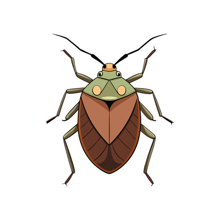 Vivid Brown Marmorated Stink Bug Detailed Artworkのイラスト素材