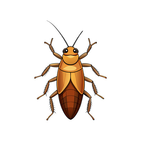 Realistic Color Illustration of German Cockroachのイラスト素材