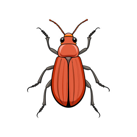 Detailed Color Illustration of Larder Beetleのイラスト素材