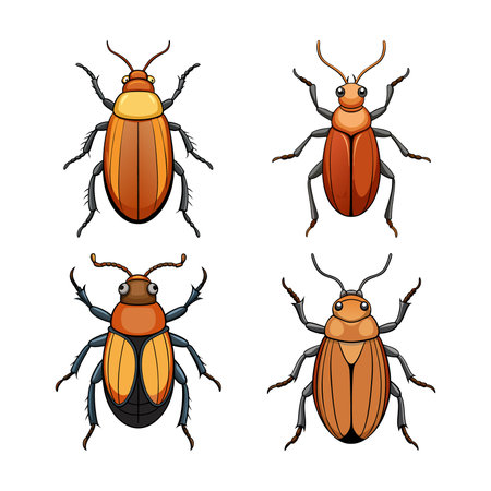 Realistic Color Illustration of Dermestid Beetleのイラスト素材