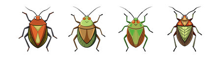 Realistic Stink Bug Illustration Emphasizing Unique Featuresのイラスト素材