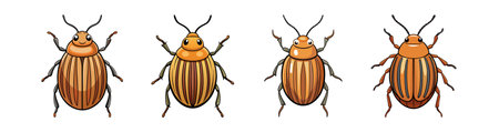 Realistic Color Illustration of Colorado Potato Beetleのイラスト素材