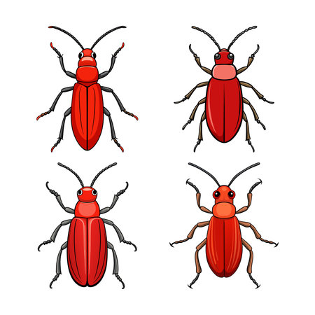 Realistic Red Flour Beetle Colorful Illustrationのイラスト素材