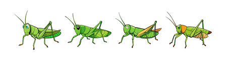 Realistic Color Illustration of Short-Horned Grasshopperのイラスト素材