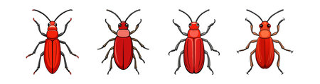 Realistic Red Flour Beetle Colorful Illustrationのイラスト素材