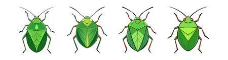 Realistic Green Stink Bug Illustration Highlighting Its Featuresのイラスト素材