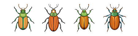 Realistic Rosemary Beetle Colorful Illustrationのイラスト素材